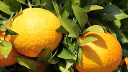 はっさくとは？旬や保存方法、おいしい食べ方について詳しく解説！ | クラシル