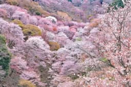 【2026年3～4月】桜シーズン到来！観光列車で行く奈良・吉野山　日帰り旅！