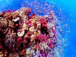 愛媛の国立公園｜スキューバダイビングで海の旅行へ。愛南町・西海観光船[2/4]