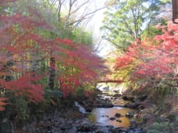 今が見ごろ！伊豆市の紅葉特集！心温まる絶景と温泉を巡る旅
