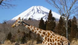 冬の富士サファリパークの楽しみ方！子連れ家族向けのおすすめコース！！