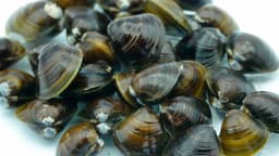 しじみのおいしい旬とは?主な産地や選び方、保存方法について解説! | クラシル